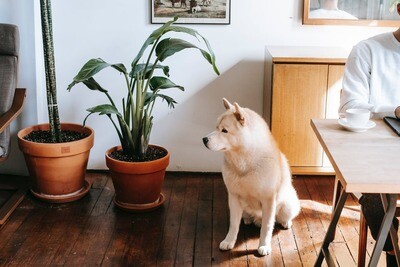 Pet Friendly Plants