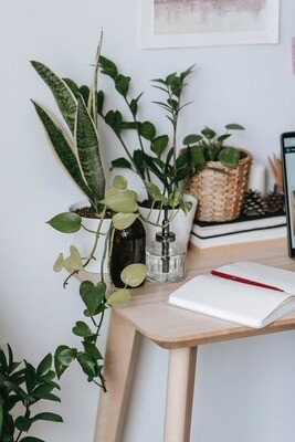 Low Maintenance Easy Care Plants