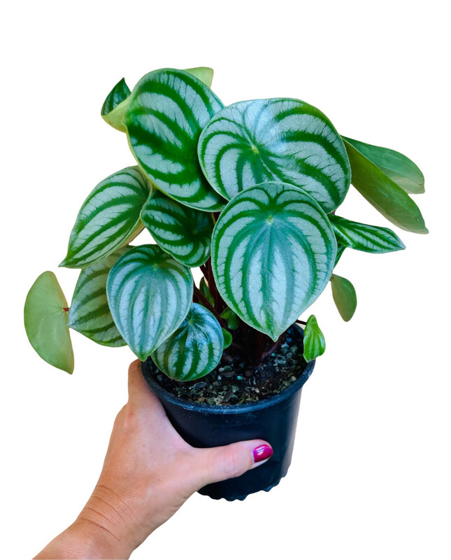 Peperomia Watermelon in Nursery Pot