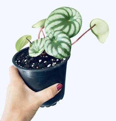 Established Cuttings