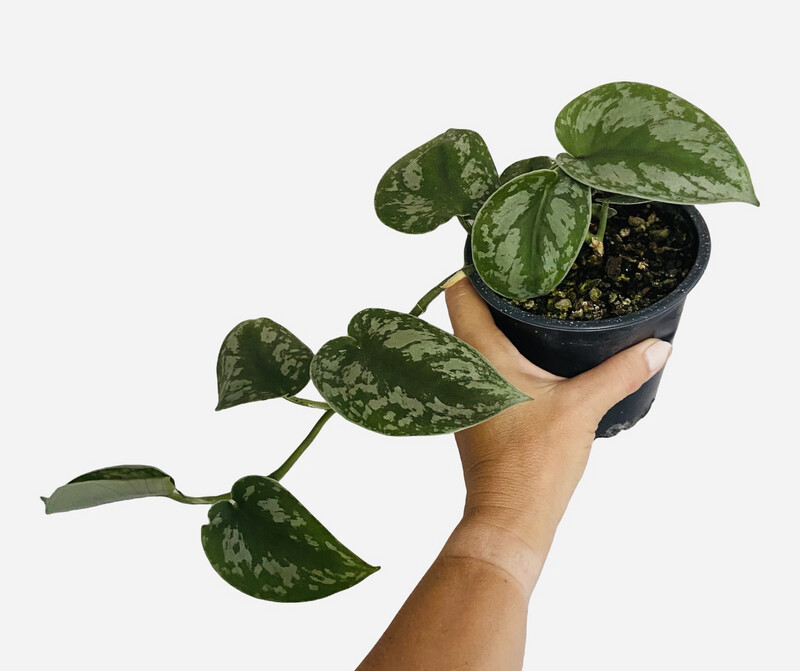 Satin Pothos in Nursery Pot