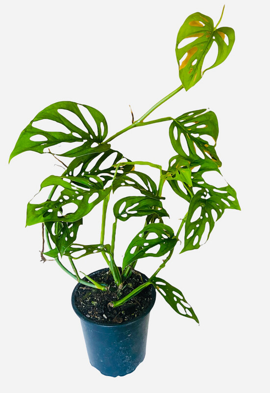 Monstera Adensonii (Swiss Cheese Vine)