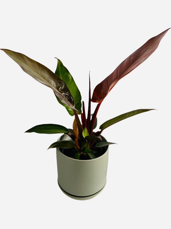 Sage Ceramic Planter and Saucer - 15cms