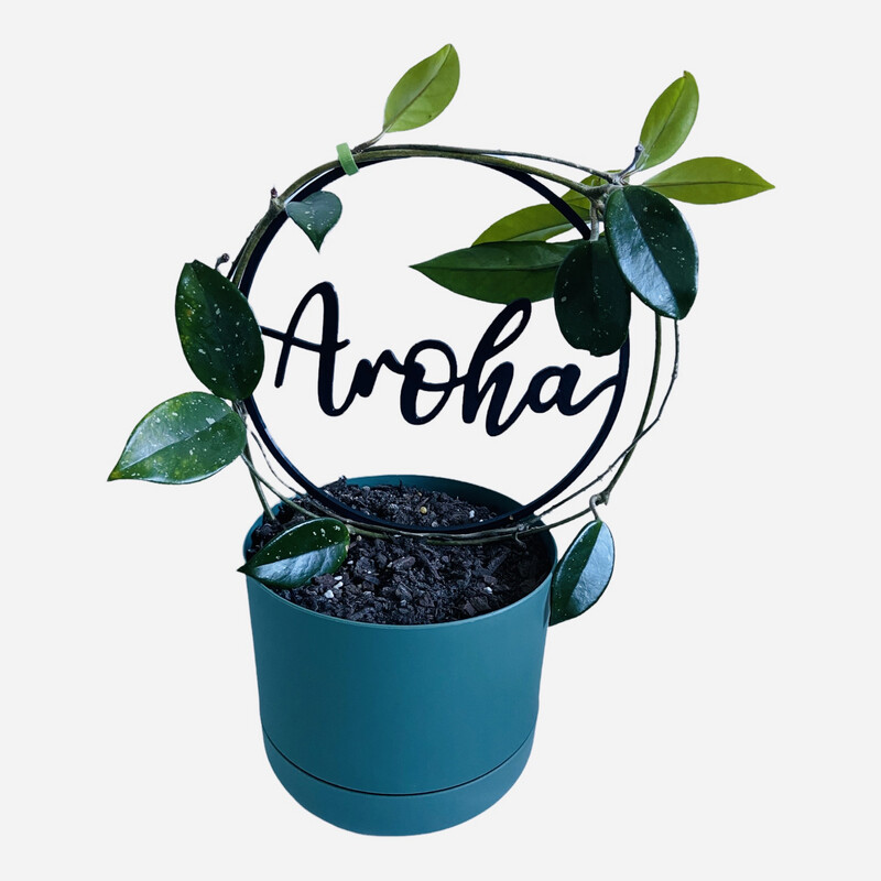 Hoya Carnosa in Moss Green Self-Watering Pot