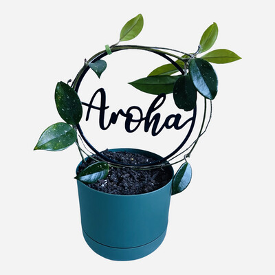 Hoya Carnosa in Moss Green Self-Watering Pot