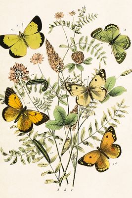 Enkle kort 12x15 (ST-3)