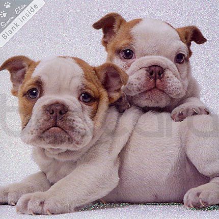 SWK 02 16x16 cm 6-pakk