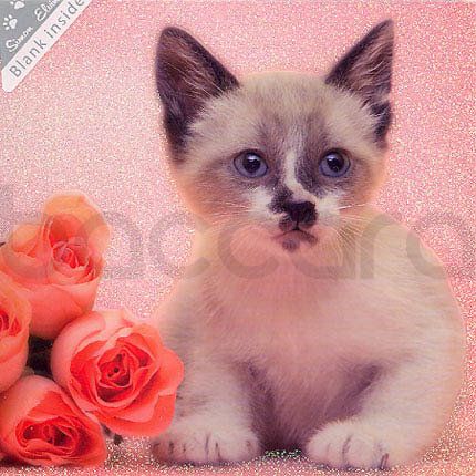 SWK 01 16x16 cm 6-pakk