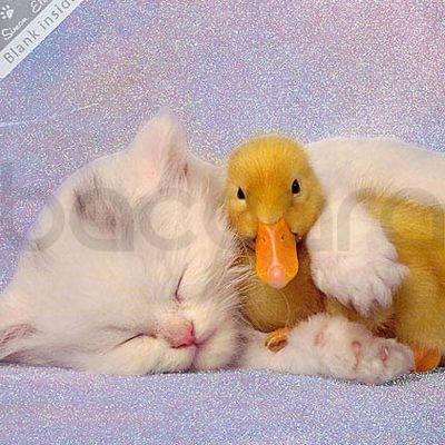 SWK 04 16x16 cm 6-pakk