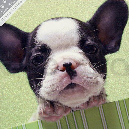 SWK 12 16x16 cm 6-pakk