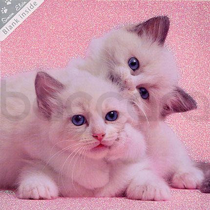 SWK 11 16x16 cm 6-pakk