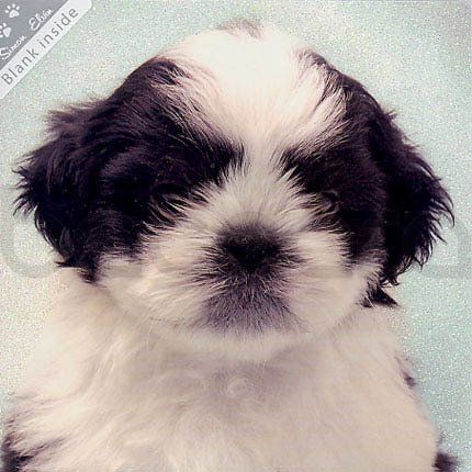 SWK 08 16x16 cm 6-pakk