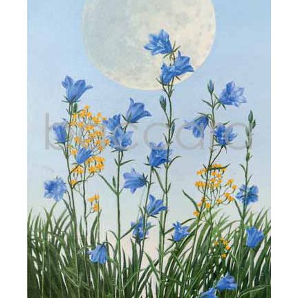 674 Jan Harr kunstkort 12x17 cm 5-pakk