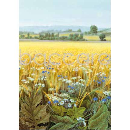 563 Jan Harr kunstkort 12x17 cm 5-pakk