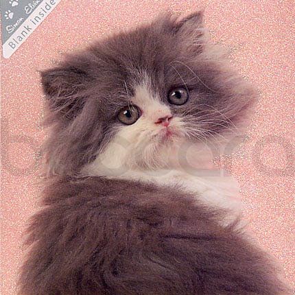 SWK 09 16x16 cm 6-pakk