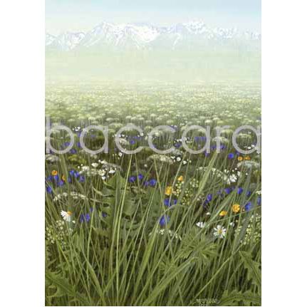 564 Jan Harr kunstkort 12x17 cm 5-pakk