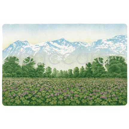 389 Jan Harr kunstkort 12x17 cm 5-pakk