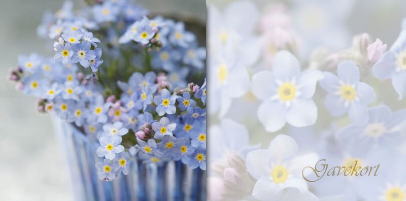 Baccara Gavekort 10x21cm