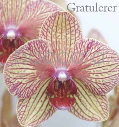 8111 mini kvadratisk 20-pakk