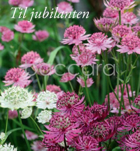 8119 mini kvadratisk 20-pakk