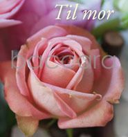 8104 mini kvadratisk 20-pakk