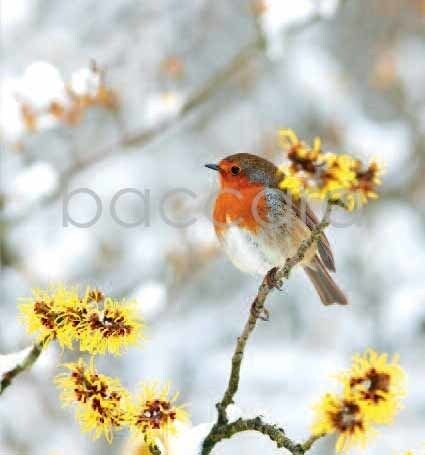 7513 mini kvadratisk 20-pakk