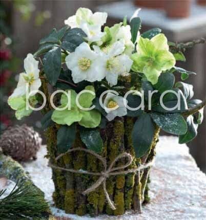 7509 mini kvadratisk 20-pakk