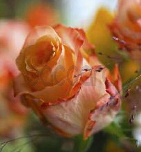 7221 mini kvadratisk 20-pakk