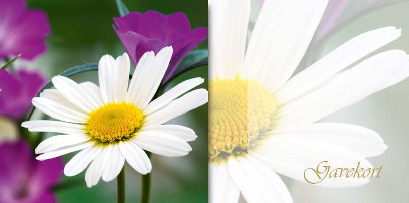 Baccara Gavekort 10x21cm