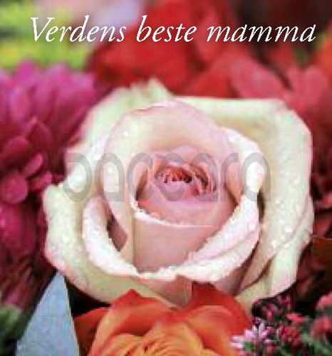 8122 mini kvadratisk 20-pakk