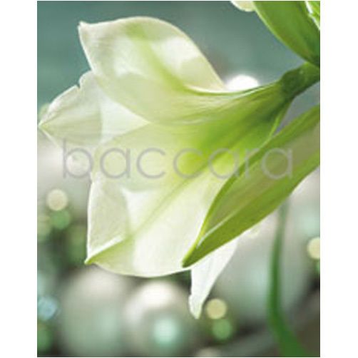 869 mini Tobbe 20-pakk