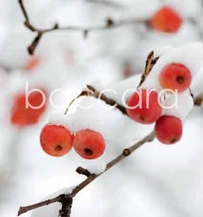 7503 mini kvadratisk 20-pakk