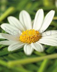 745 mini Tobbe 20-pakk