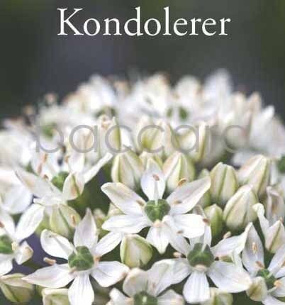 8112 mini kvadratisk 20-pakk