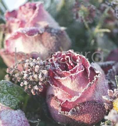 7512 mini kvadratisk 20-pakk