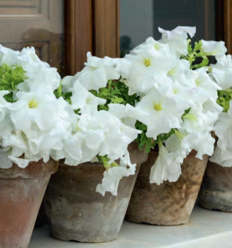 7226 mini kvadratisk 20-pakk