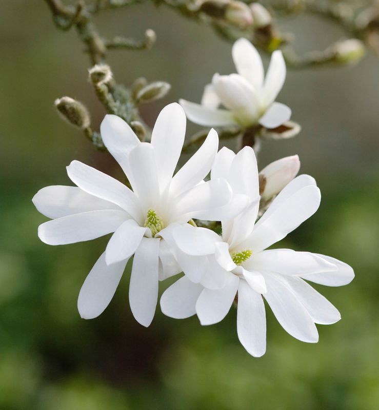 7230 mini kvadratisk 20-pakk