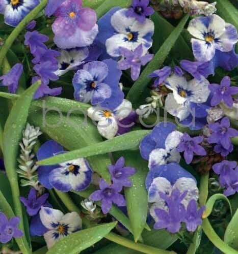 7180 mini kvadratisk 20-pakk