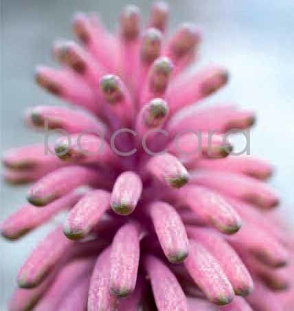 7122 mini kvadratisk 20-pakk