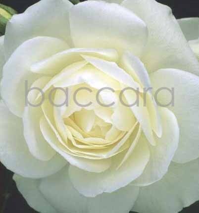 7115 mini kvadratisk 20-pakk