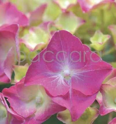 7107 mini kvadratisk 20-pakk