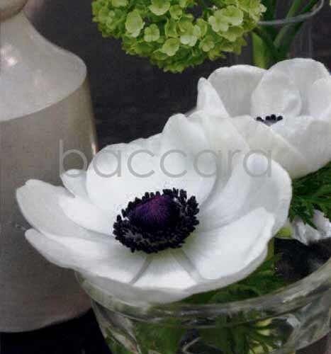 7151 mini kvadratisk 20-pakk