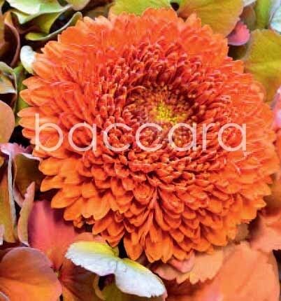 7096 mini kvadratisk 20-pakk