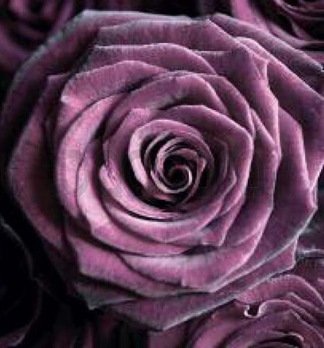 7219 mini kvadratisk 20-pakk