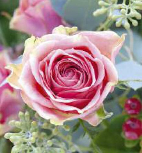 7217 mini kvadratisk 20-pakk