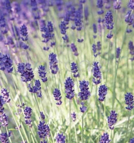 7162 mini kvadratisk 20-pakk