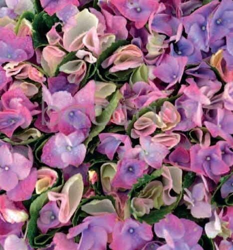 7190 mini kvadratisk 20-pakk