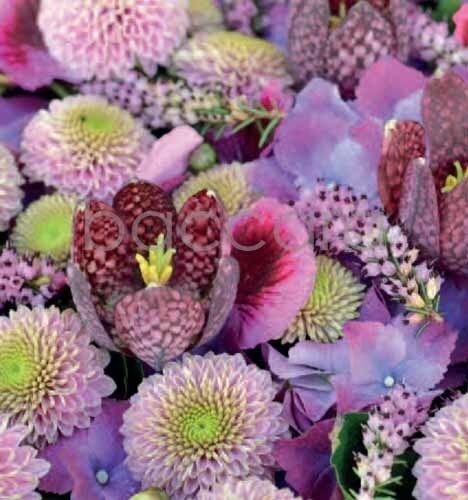 7183 mini kvadratisk 20-pakk