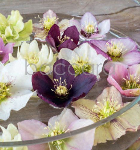 7196 mini kvadratisk 20-pakk