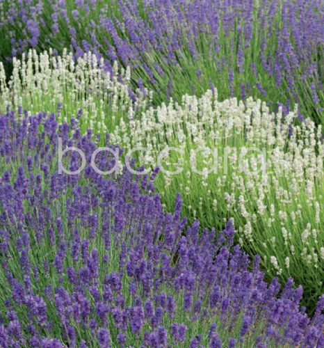 7214 mini kvadratisk 20-pakk